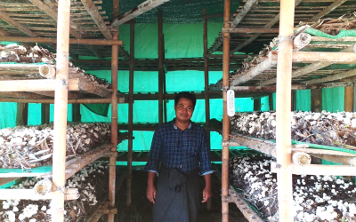 Cultivating mushrooms – making a stand against poverty in one of the poorest of villages in Myanmar