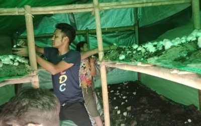 Young Lives Yangon Starts Mushroom farming