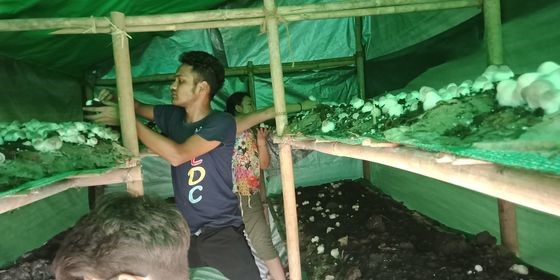 Young Lives Yangon Starts Mushroom farming